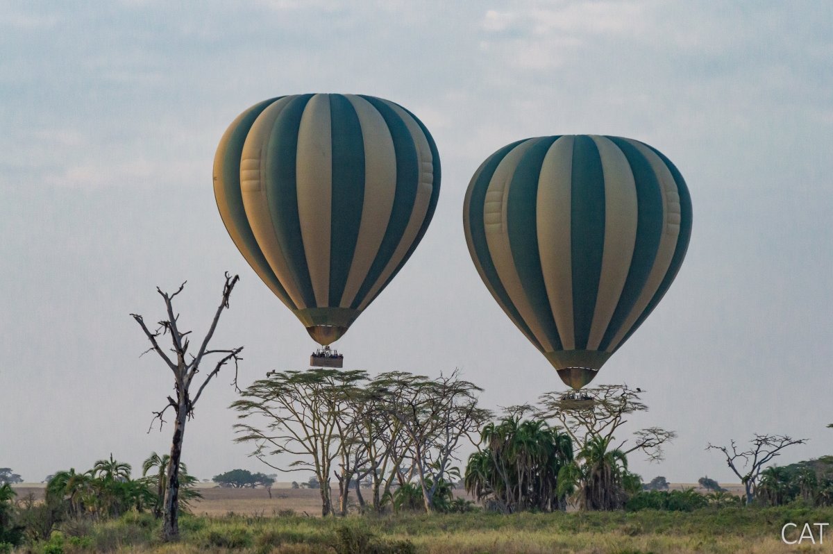 The Big 5 (Kenya and Tanzania)