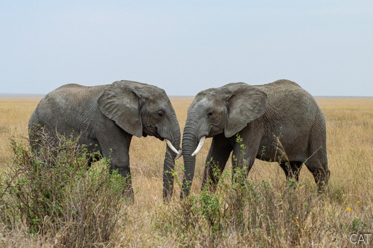The Big 5 (Kenya and Tanzania)