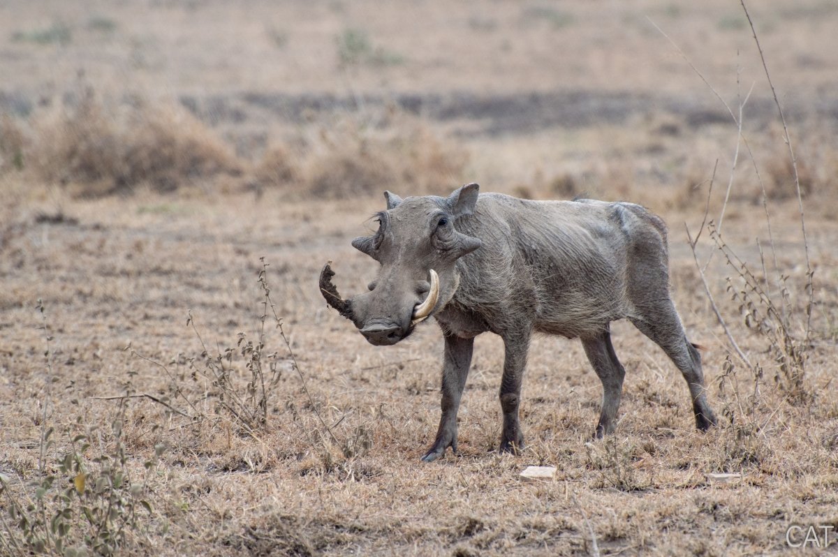 The Big 5 (Kenya and Tanzania)