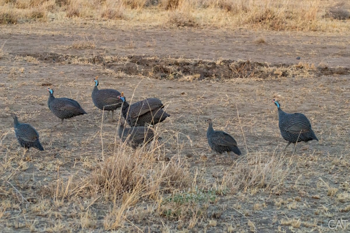 The Big 5 (Kenya and Tanzania)