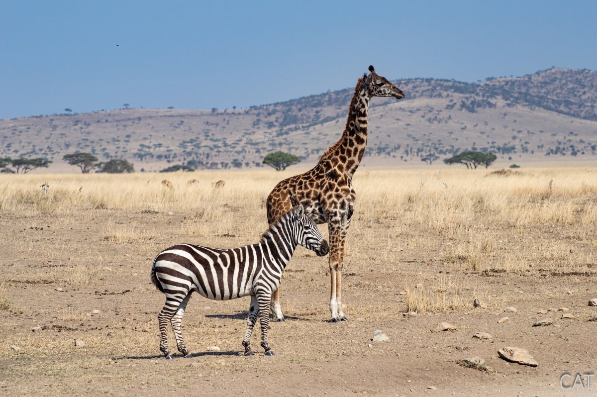 The Big 5 (Kenya and Tanzania)