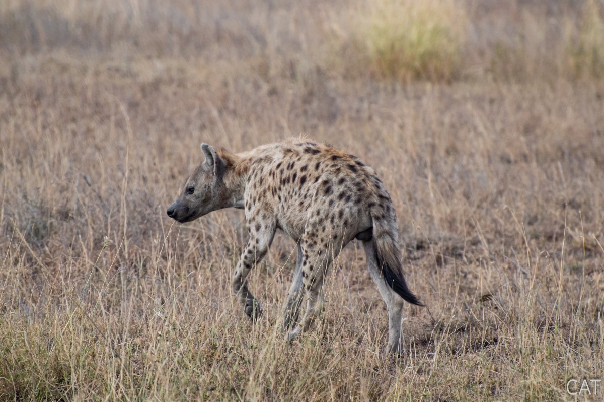The Big 5 (Kenya and Tanzania)