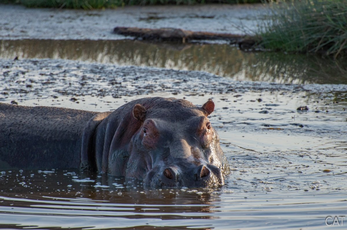 The Big 5 (Kenya and Tanzania)