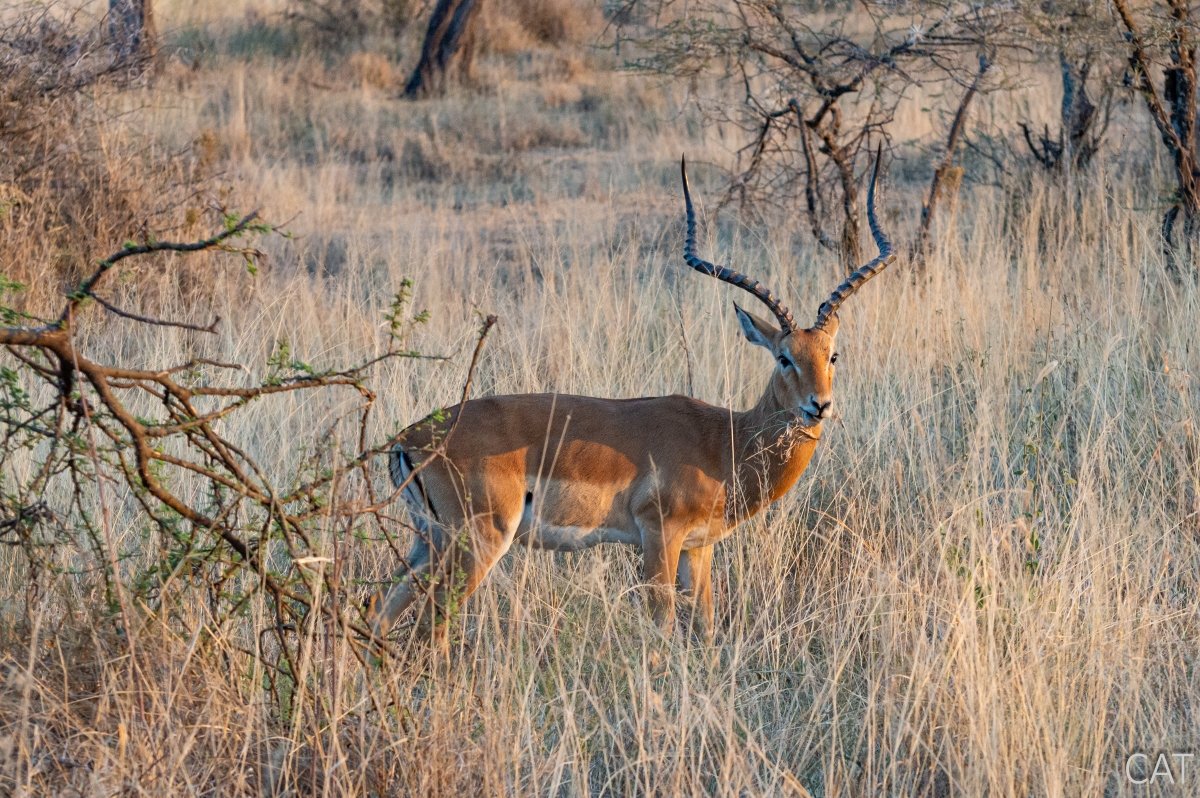 The Big 5 (Kenya and Tanzania)