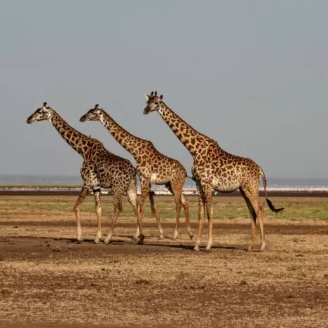 Kenya — Travel Information