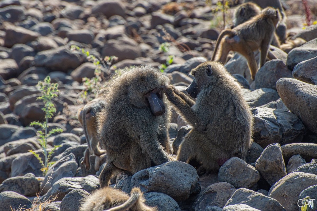 The Big 5 (Kenya and Tanzania)