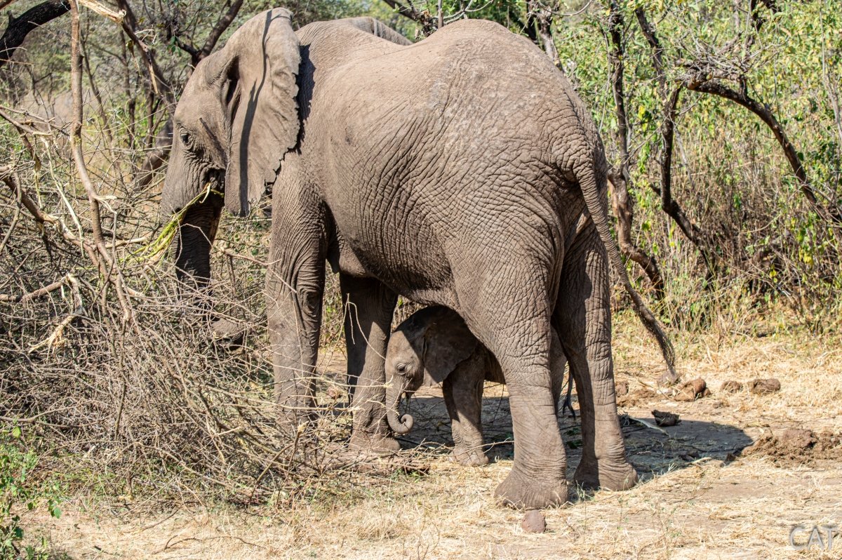 The Big 5 (Kenya and Tanzania)