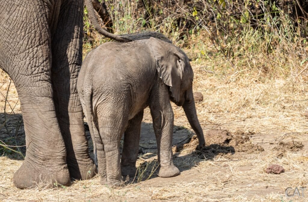 The Big 5 (Kenya and Tanzania)