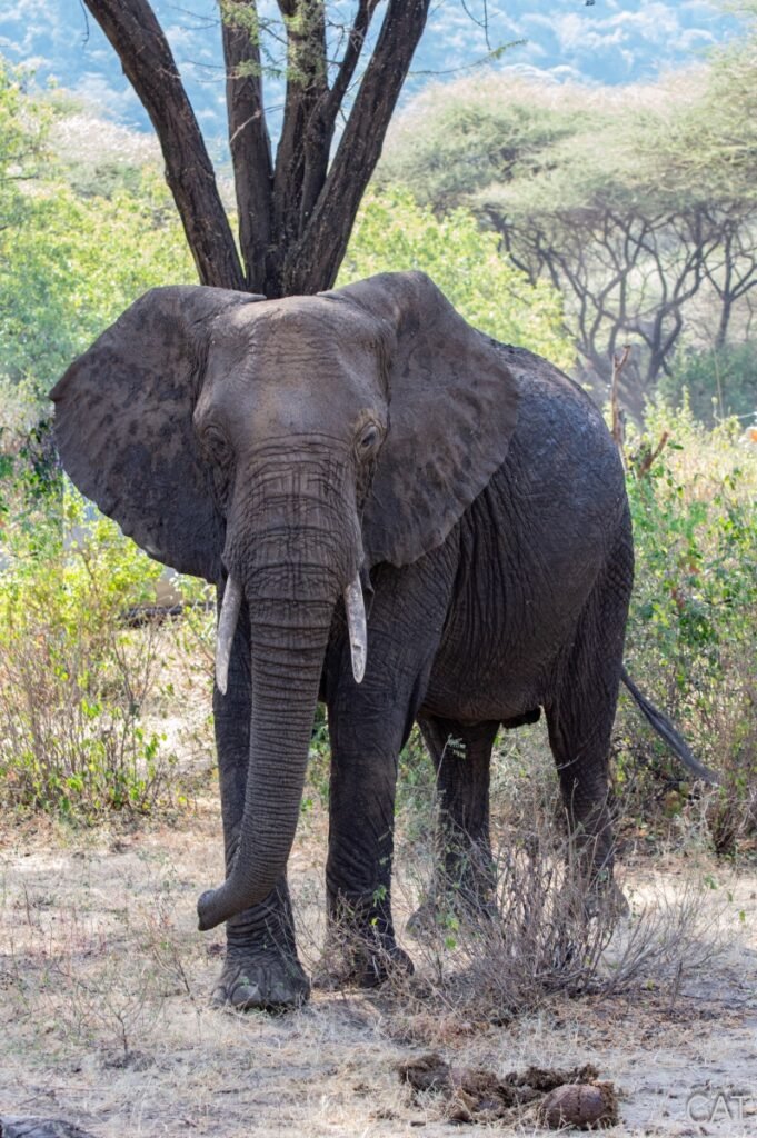 The Big 5 (Kenya and Tanzania)