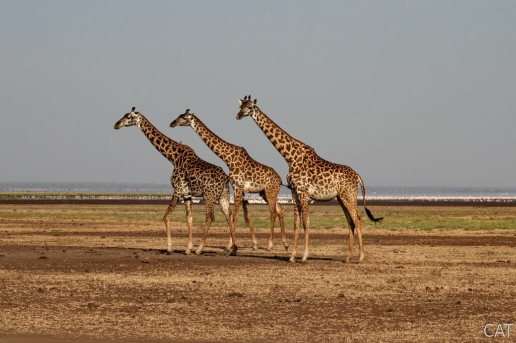 The Big 5 (Kenya and Tanzania)