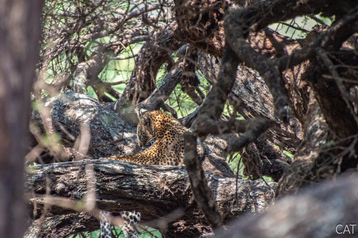 The Big 5 (Kenya and Tanzania)
