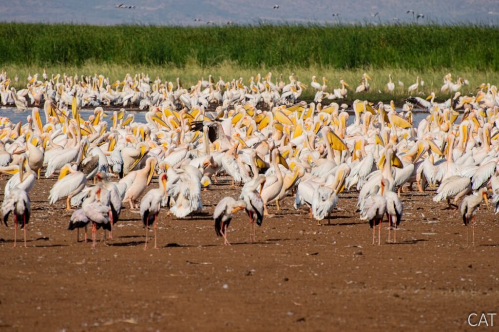 The Big 5 (Kenya and Tanzania)