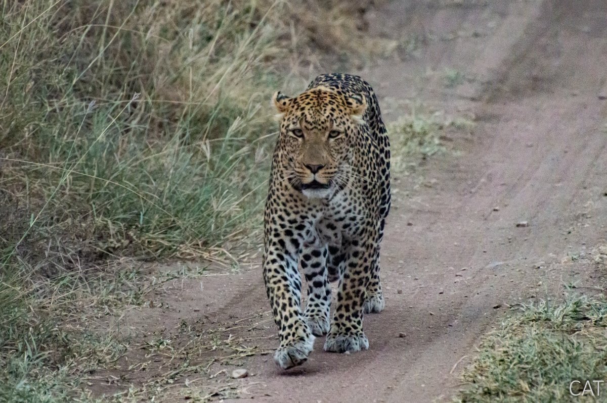 The Big 5 (Kenya and Tanzania)