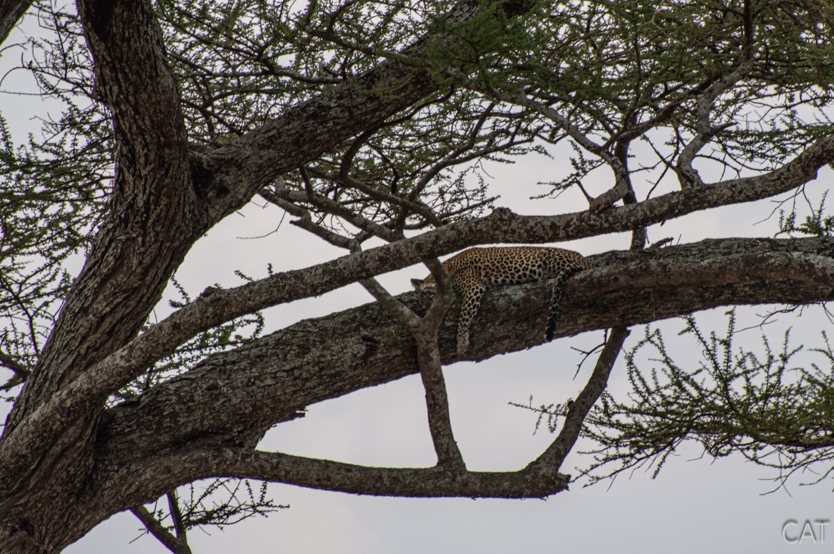 The Big 5 (Kenya and Tanzania)