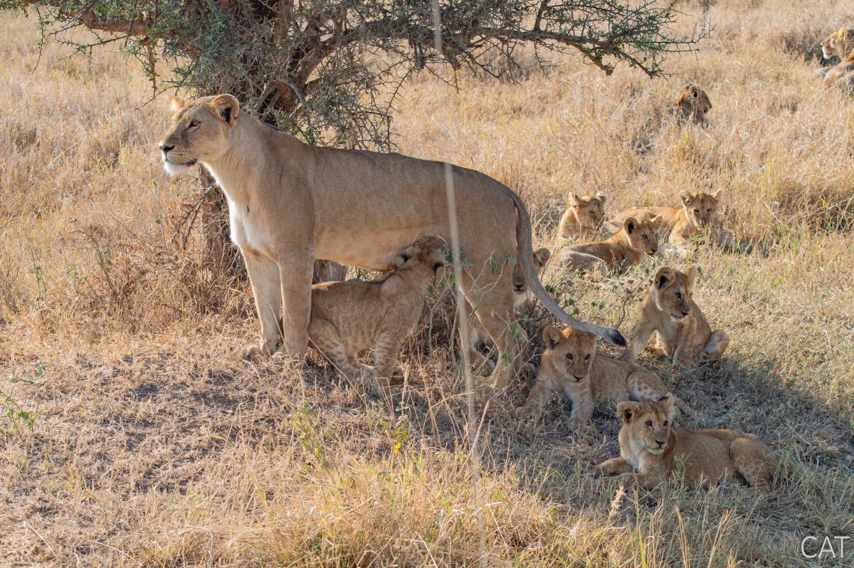 The Big 5 (Kenya and Tanzania)