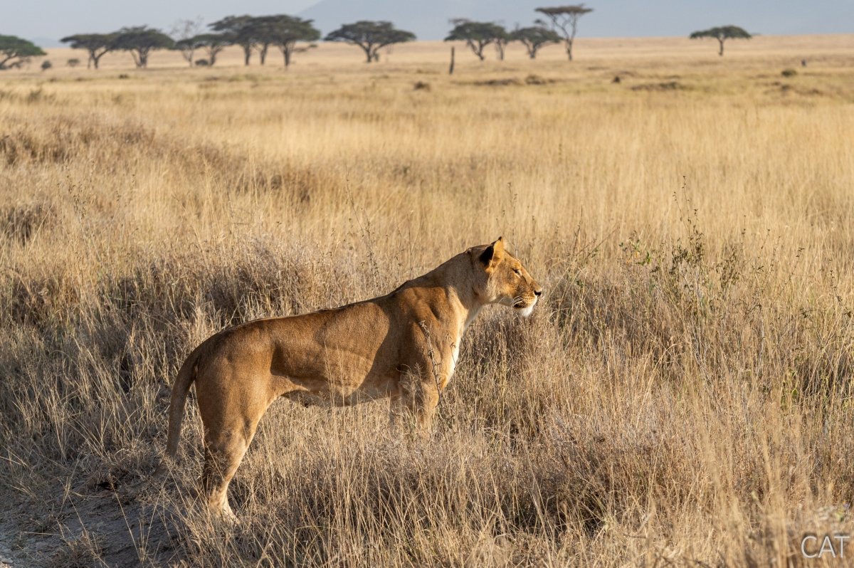 The Big 5 (Kenya and Tanzania)