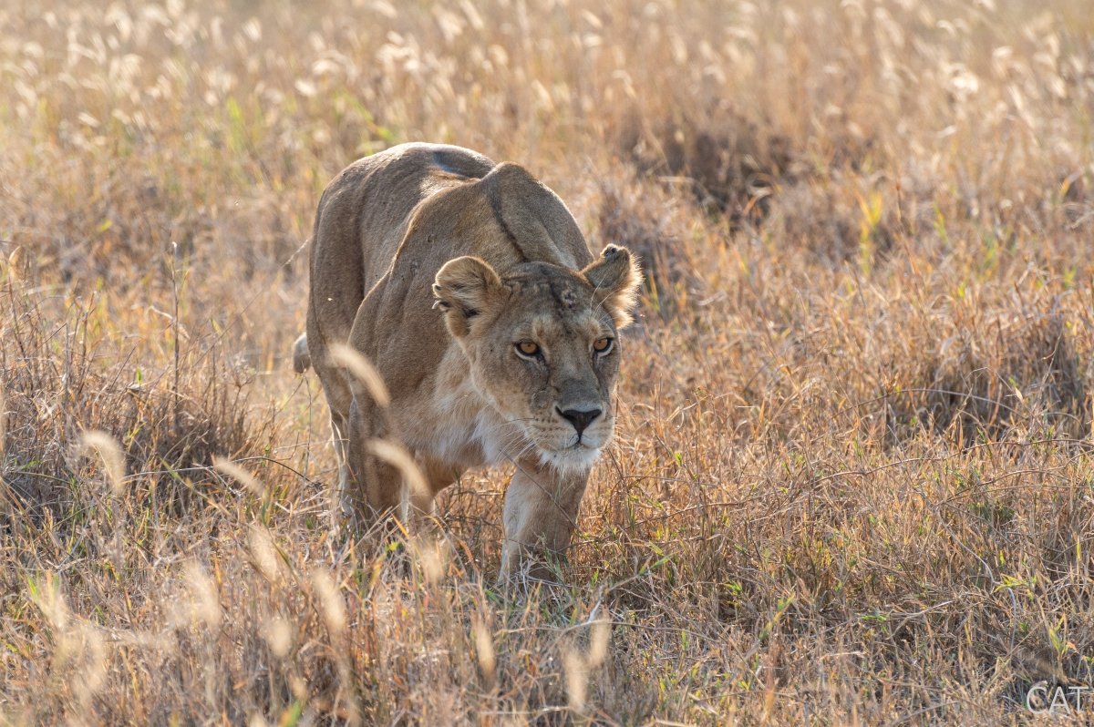 The Big 5 (Kenya and Tanzania)
