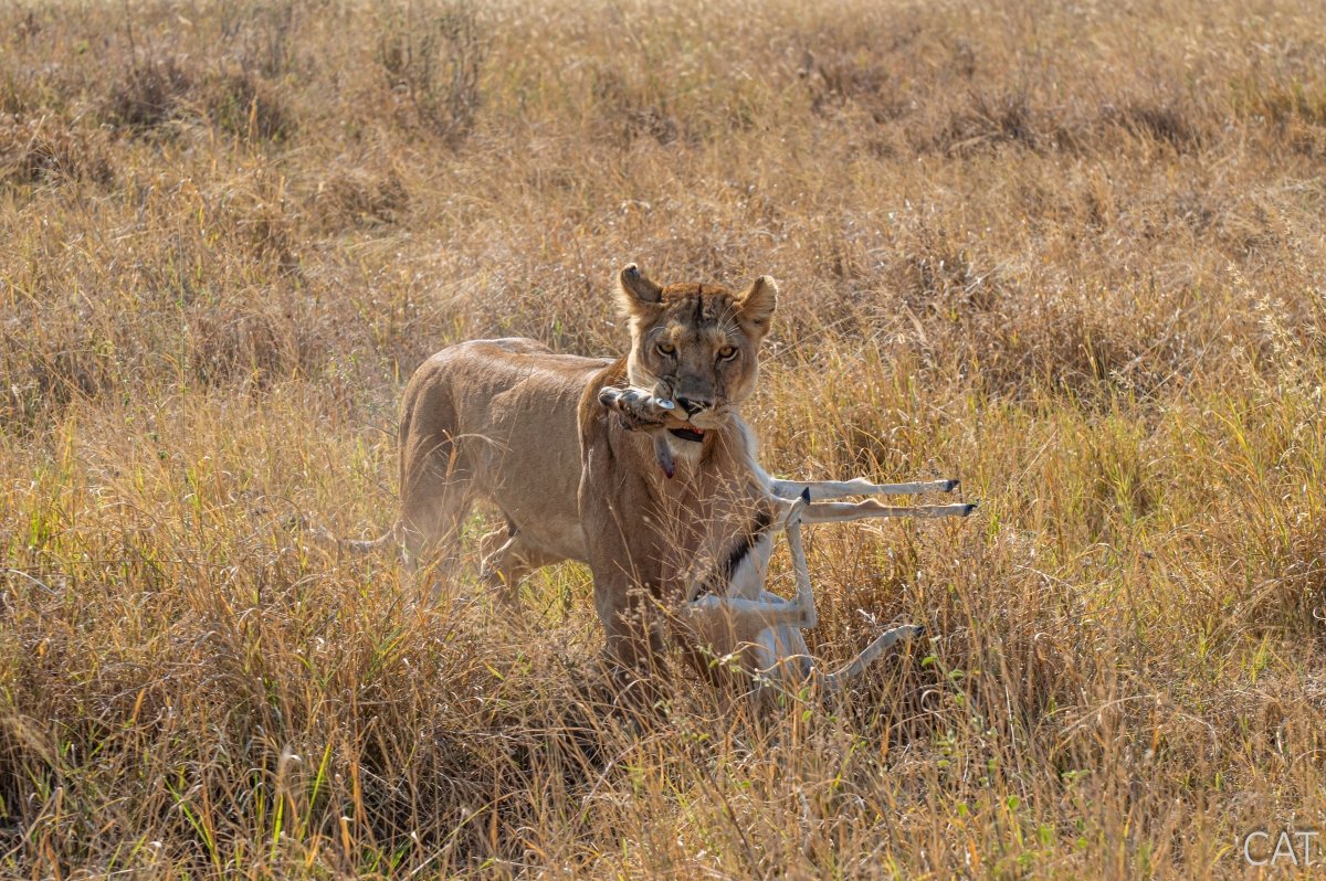 The Big 5 (Kenya and Tanzania)