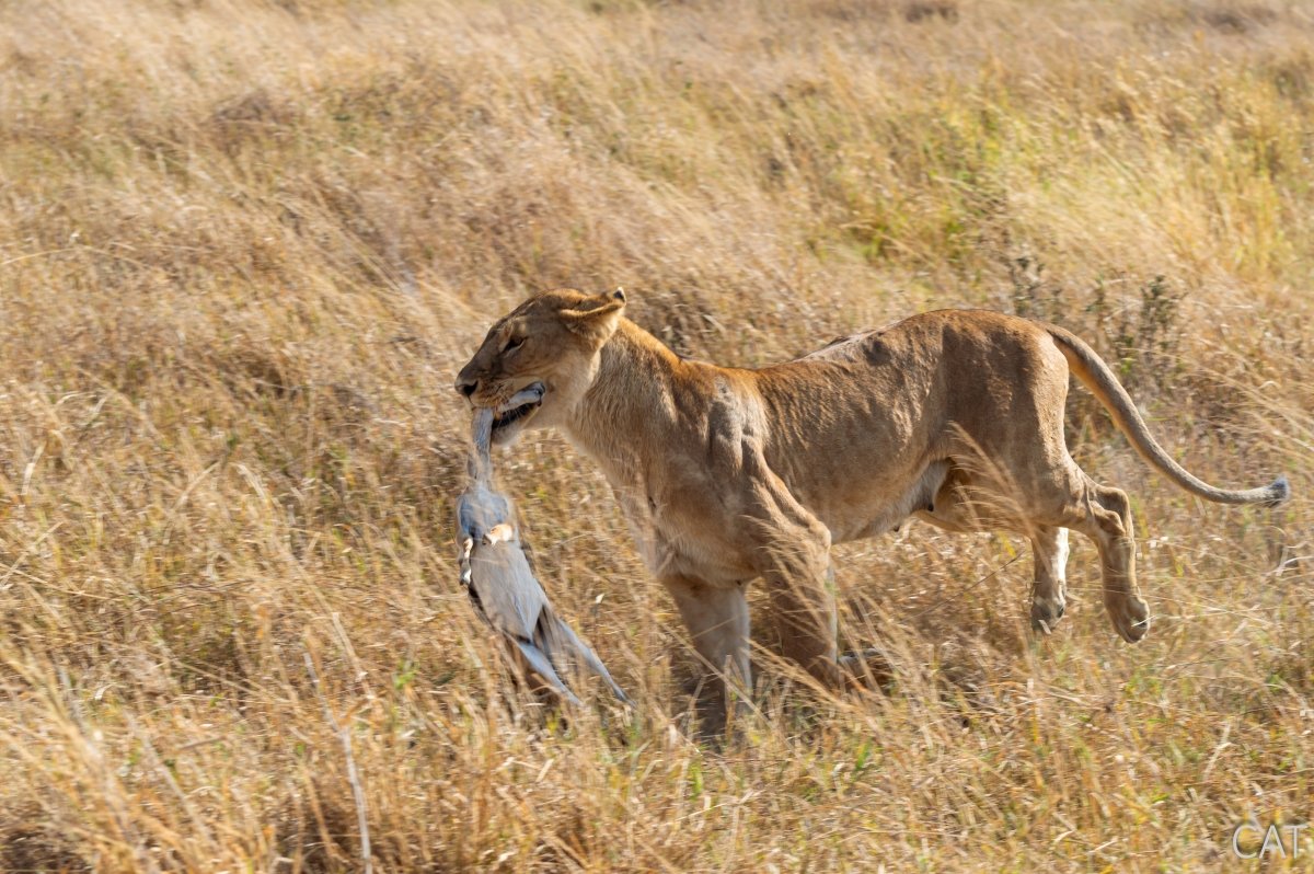 The Big 5 (Kenya and Tanzania)
