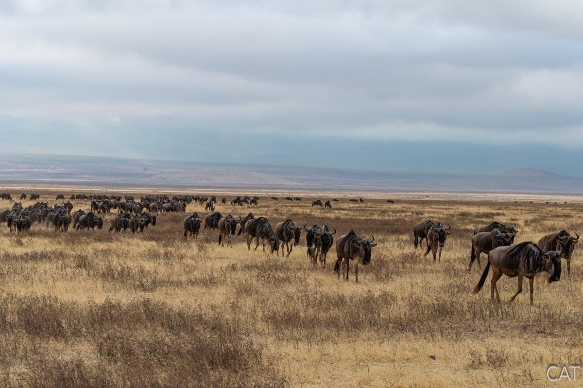 Tanzania — Información de Viaje