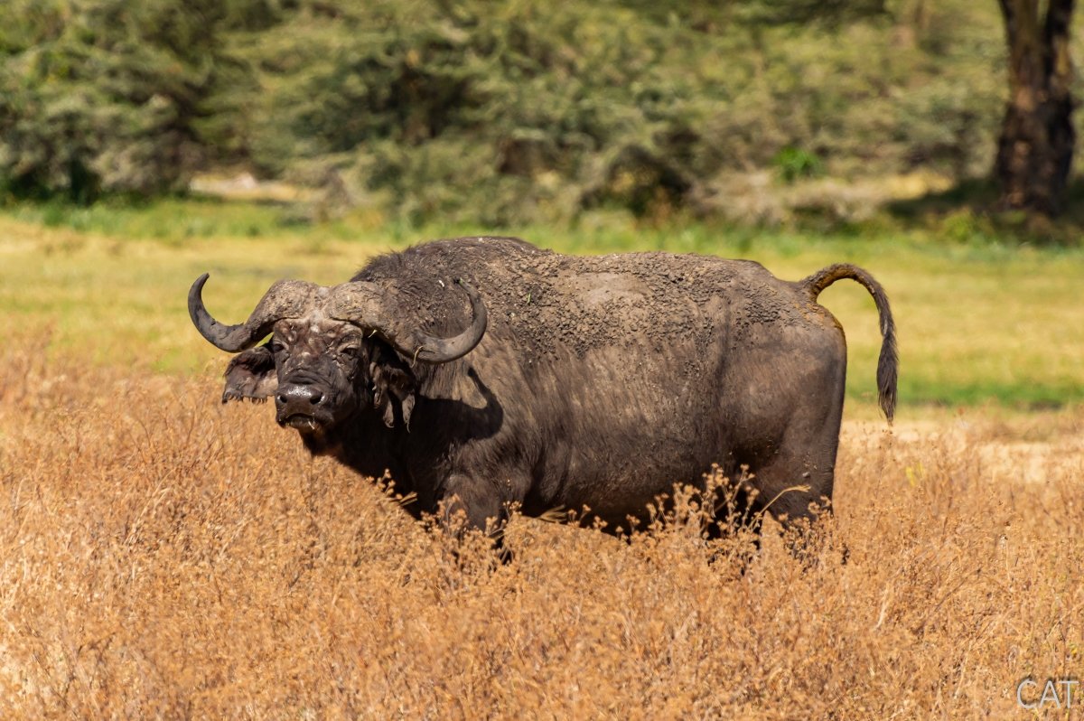 The Big 5 (Kenya and Tanzania)