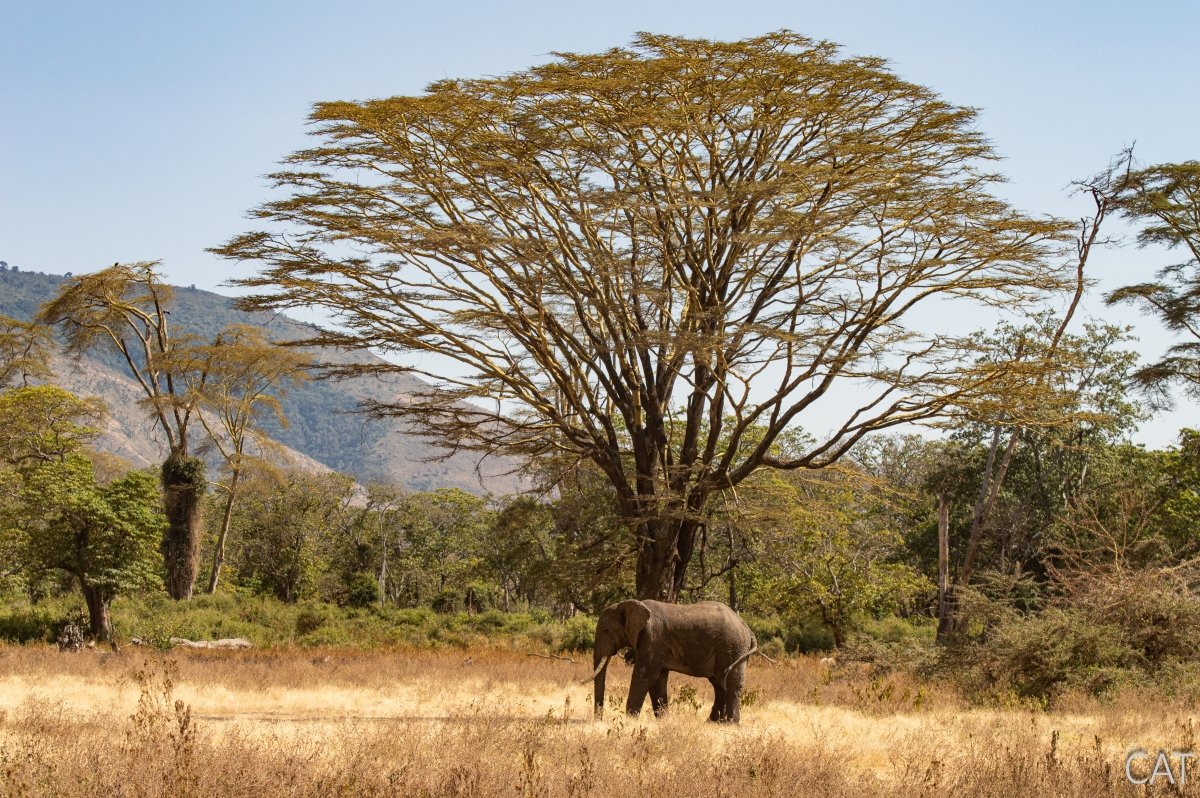 The Big 5 (Kenya and Tanzania)