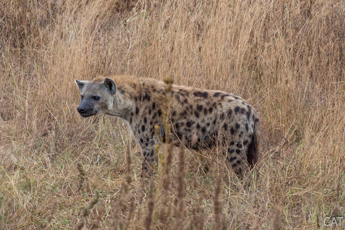 The Big 5 (Kenya and Tanzania)