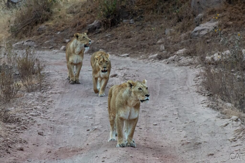 The Big 5 (Kenya and Tanzania)