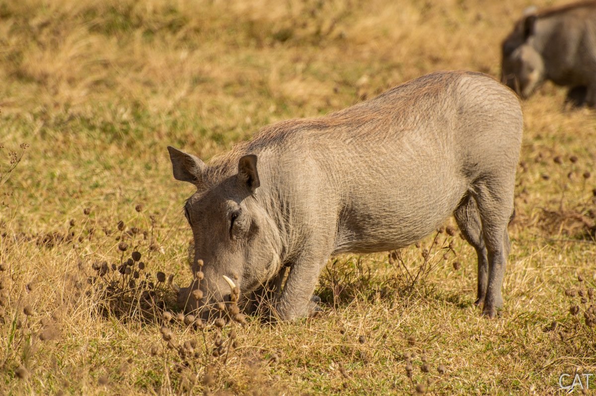The Big 5 (Kenya and Tanzania)