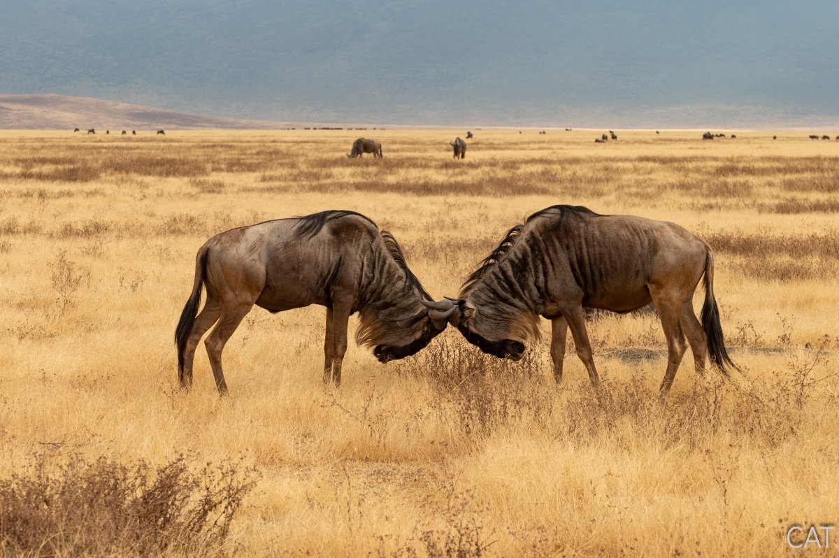 The Big 5 (Kenya and Tanzania)