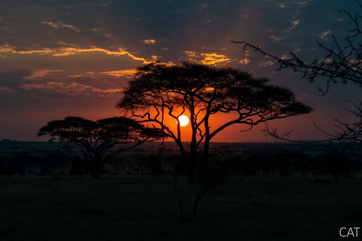 The Big 5 (Kenya and Tanzania)
