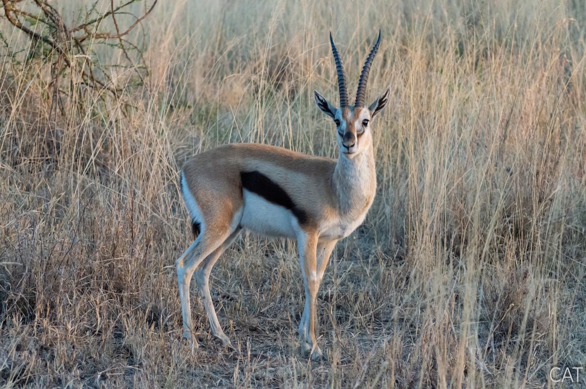 The Big 5 (Kenya and Tanzania)