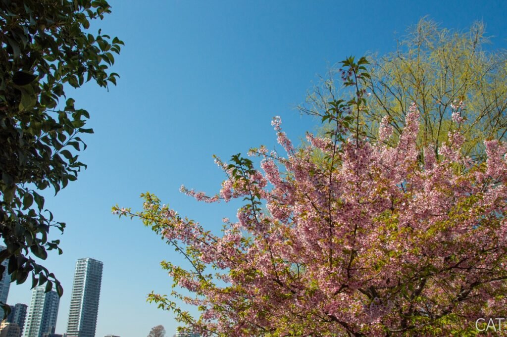 Tokio en 4 días: Parque Ueno