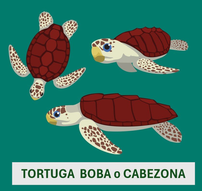 Tortuga boba o cabezona
