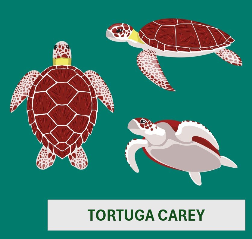 Tortuga carey