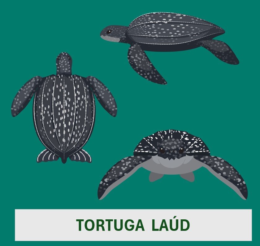 Tortuga Laúd
