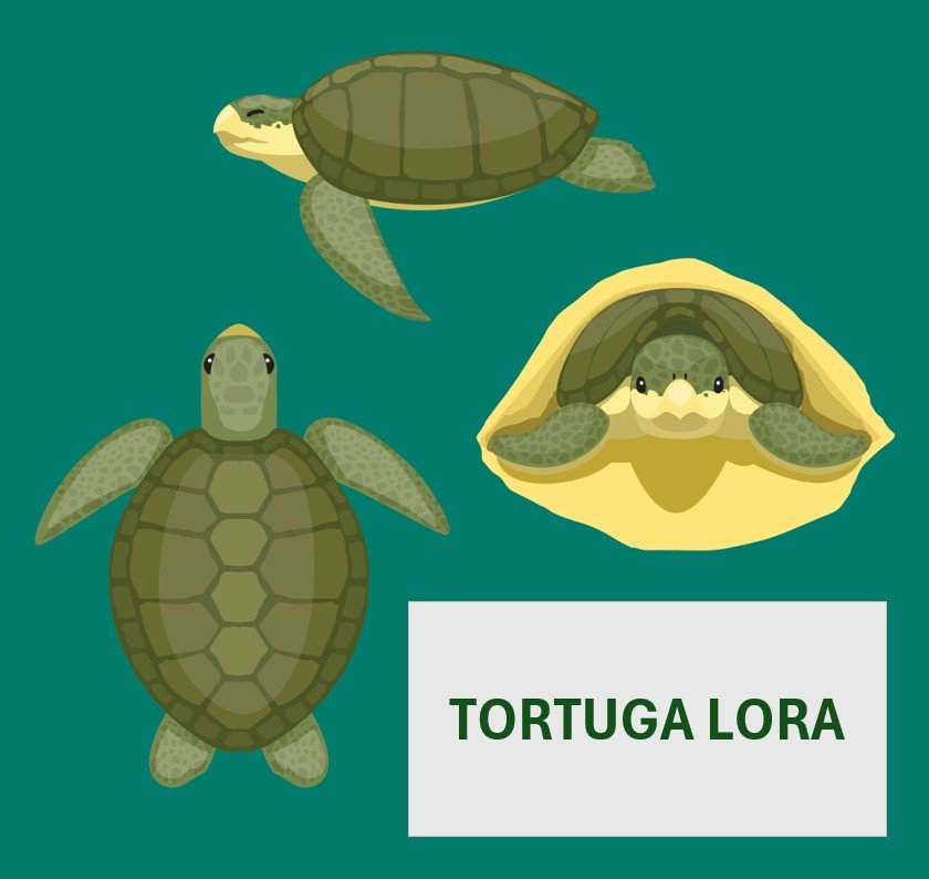 Tortuga Lora