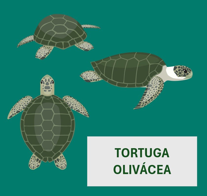 Tortuga Olivácea
