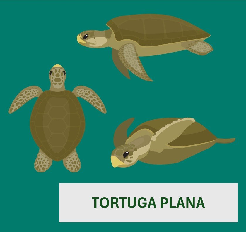 Tortuga Plana