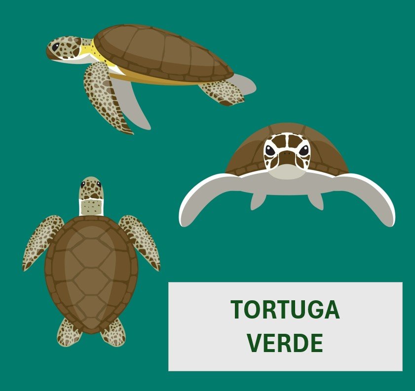 Tortuga verde