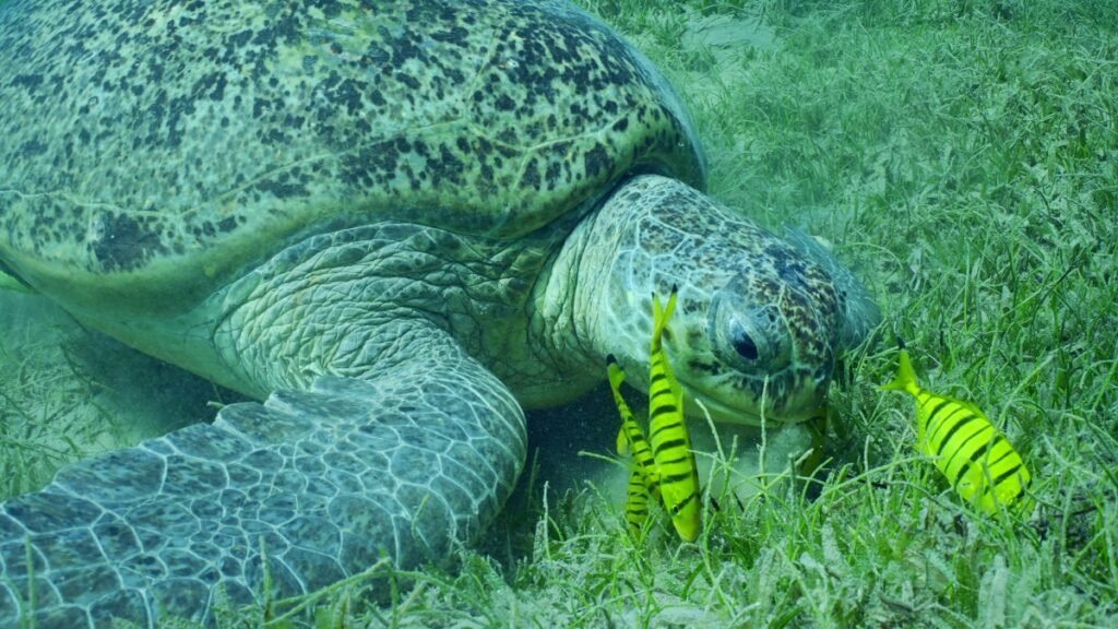 Sea turtle eating