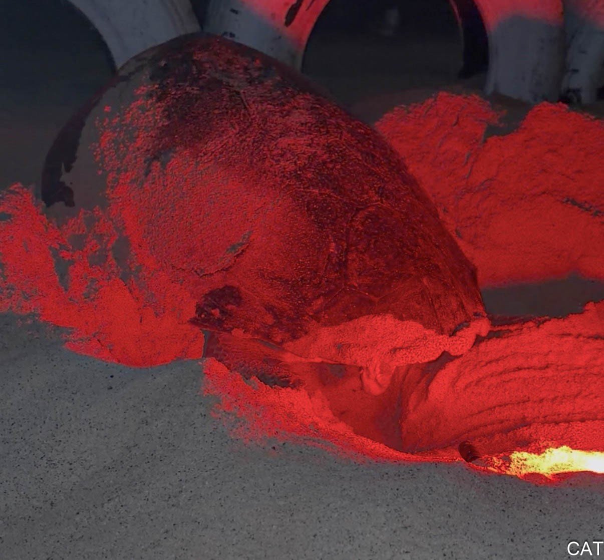 Turtle laying eggs