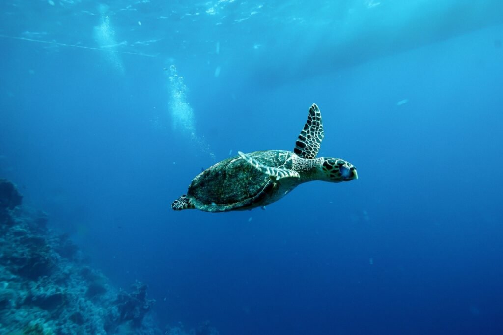 Turtle Swimming