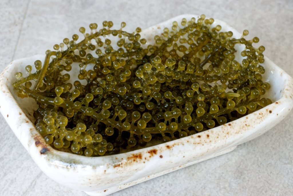 Umibudo (Uvas del mar)