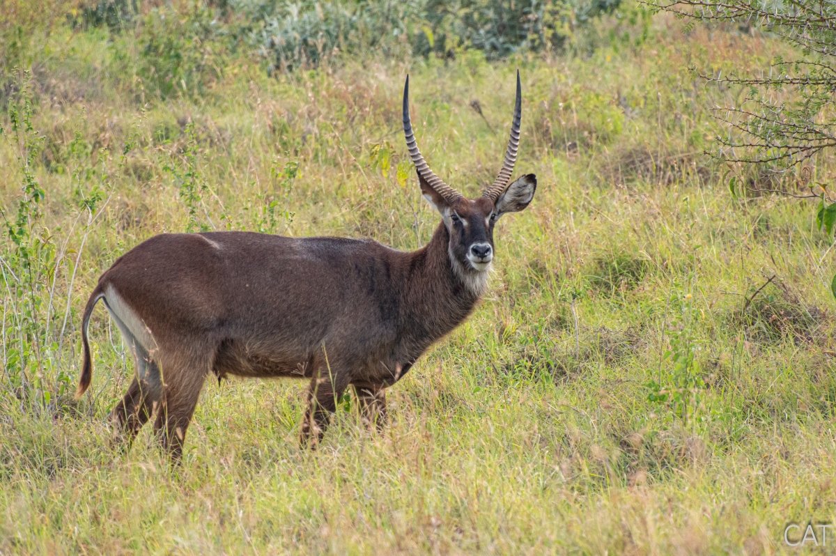 The Big 5 (Kenya and Tanzania)